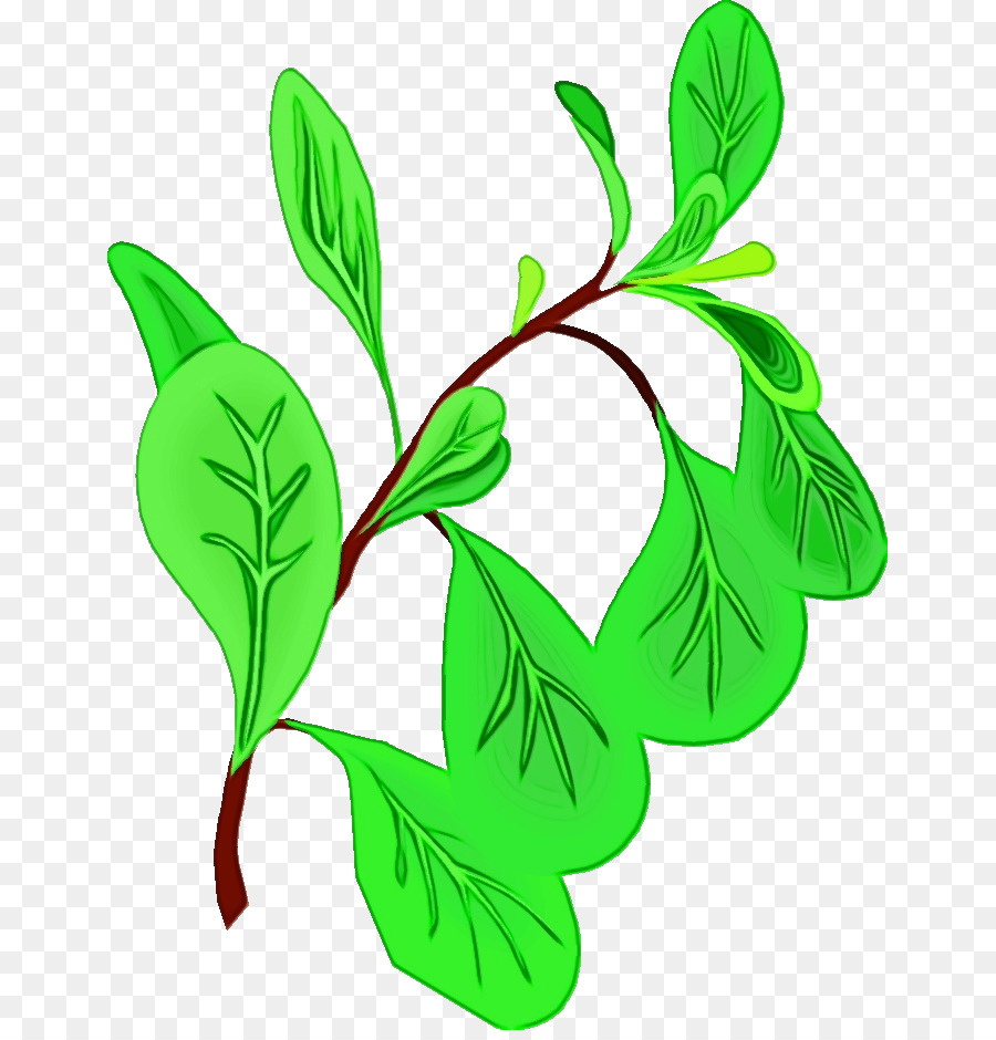 Oregano，Ramuan PNG