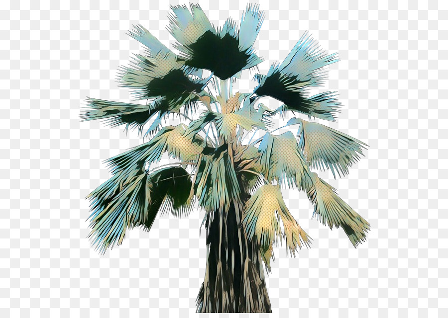 Asia Palmyra Palm，Kelapa PNG