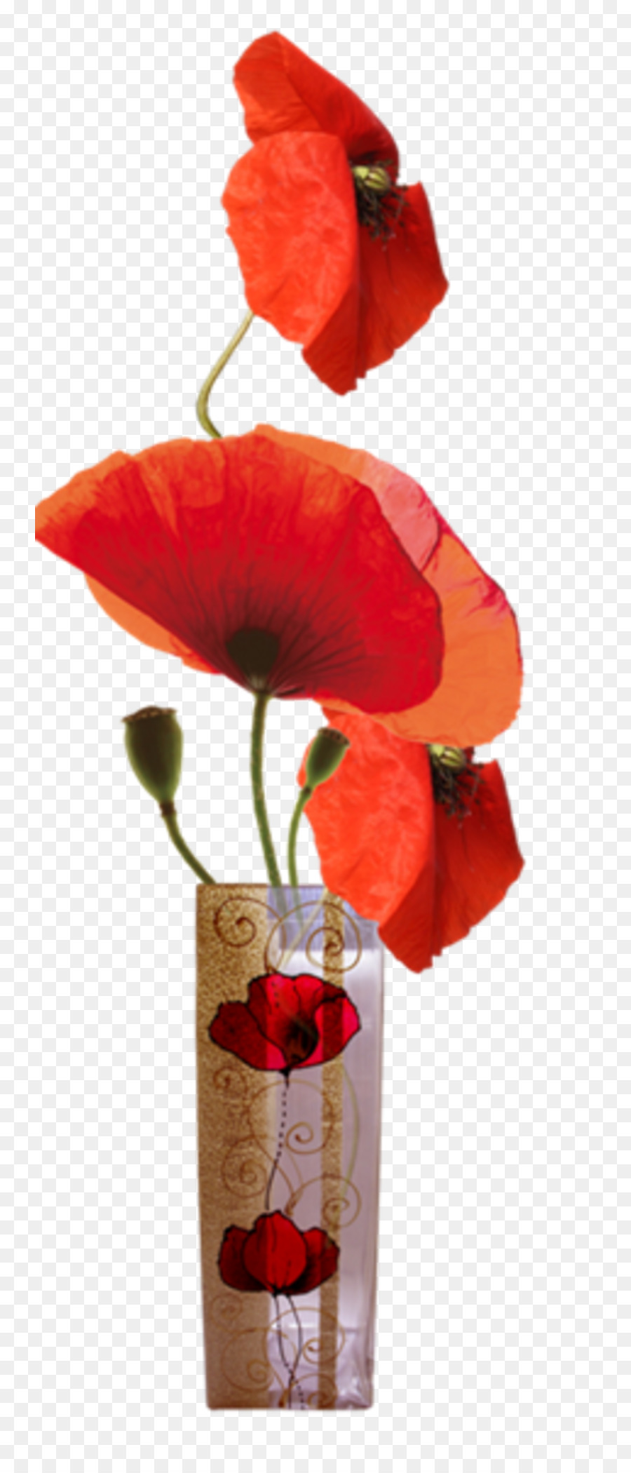 Umum Poppy，Poppy PNG