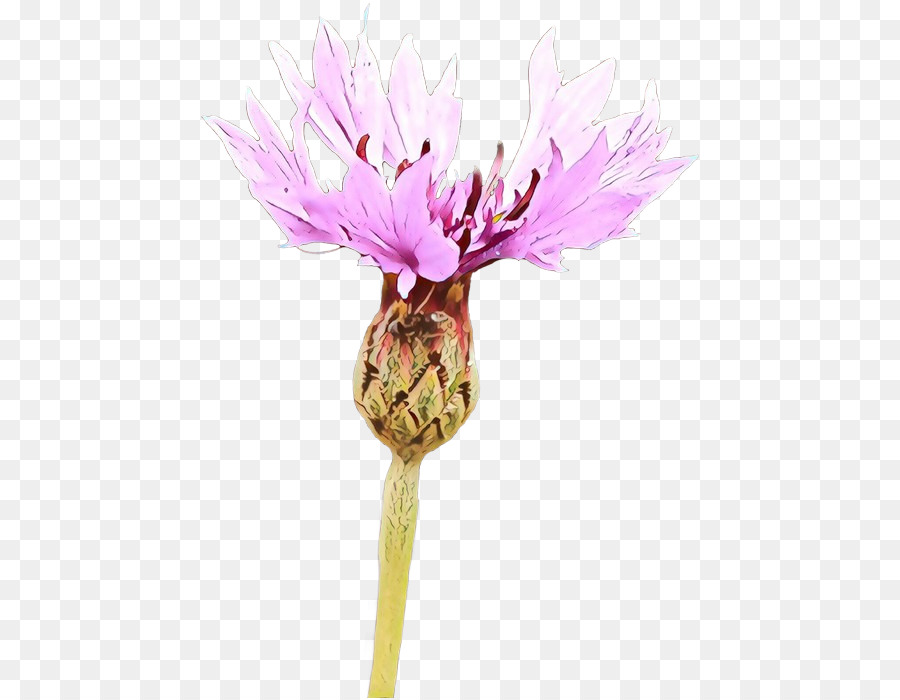 Bunga Ungu，Thistle PNG