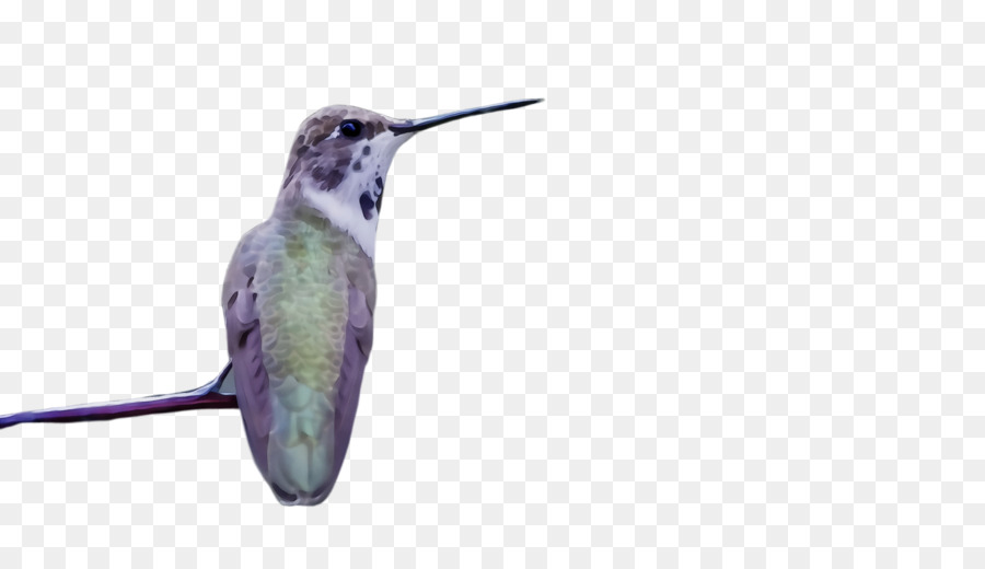 Hummingbird，Paruh PNG