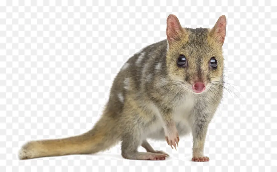 Harimau Quoll，Timur Quoll PNG