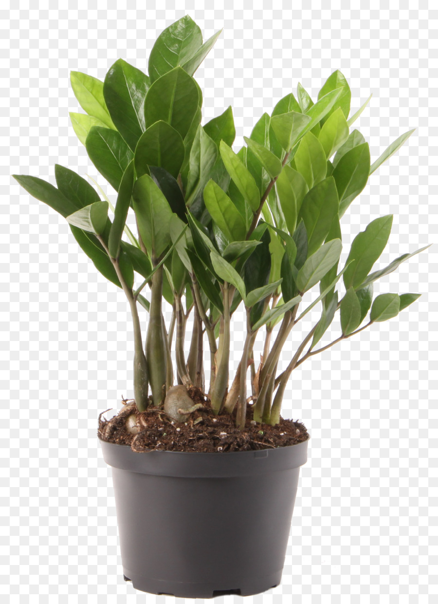 Tanaman Pot，Pot PNG