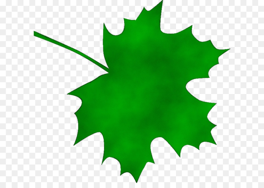 Gula Maple，Daun Maple PNG