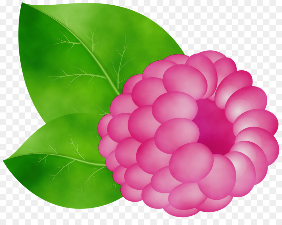 Jarak Dekat，Pink M PNG