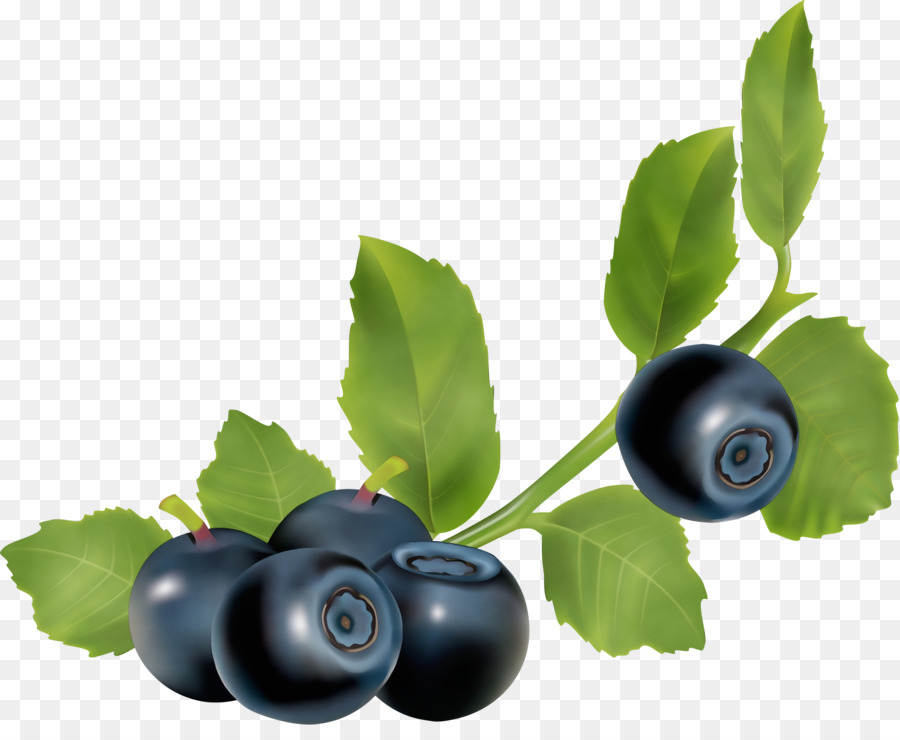 Blueberry，Beri PNG