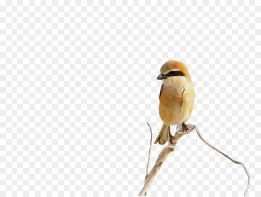 House Sparrow，Sparrow PNG