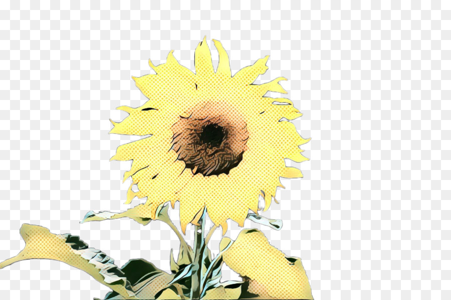 Umum Bunga Matahari，Desain Bunga PNG