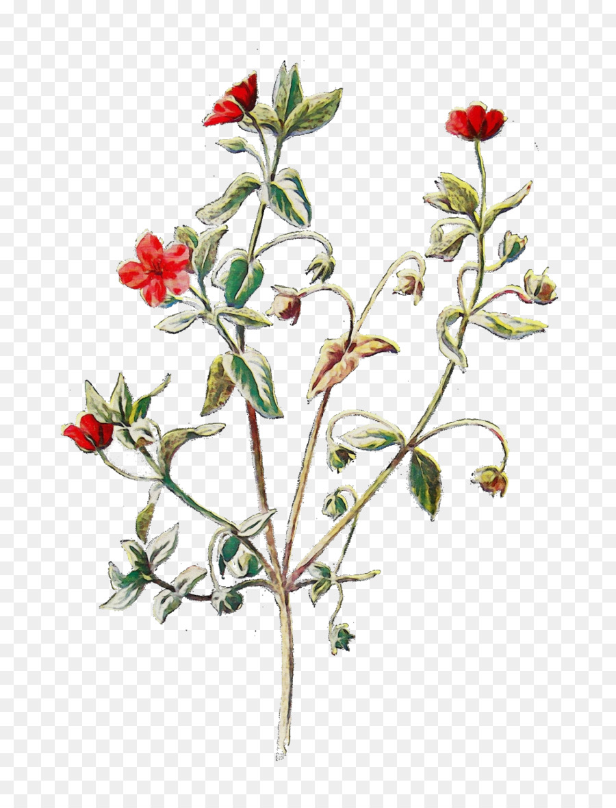 Scarlet Pimpernel，Gambar PNG