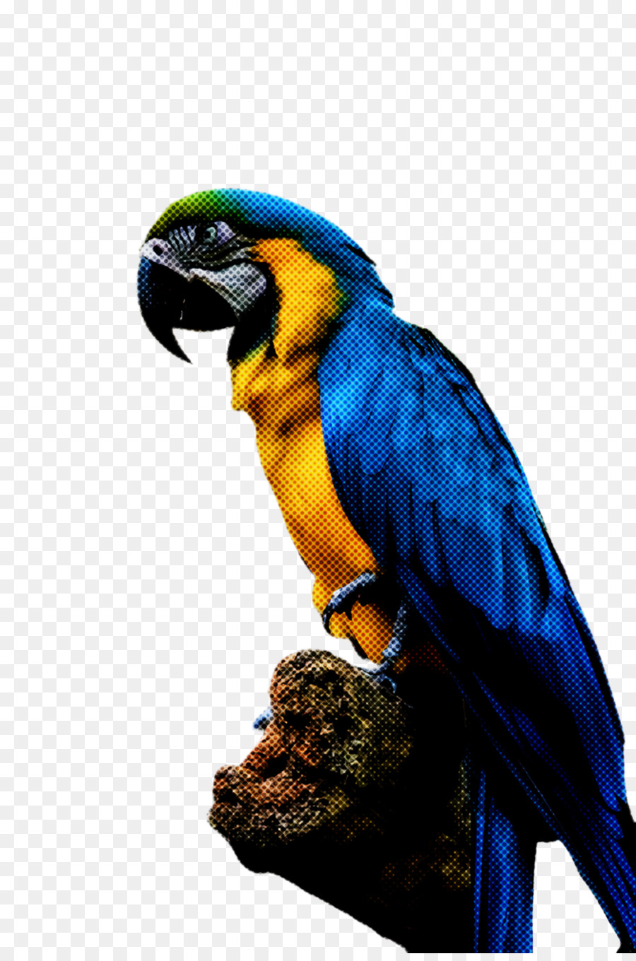 Burung Beo Biru，Eksotik PNG