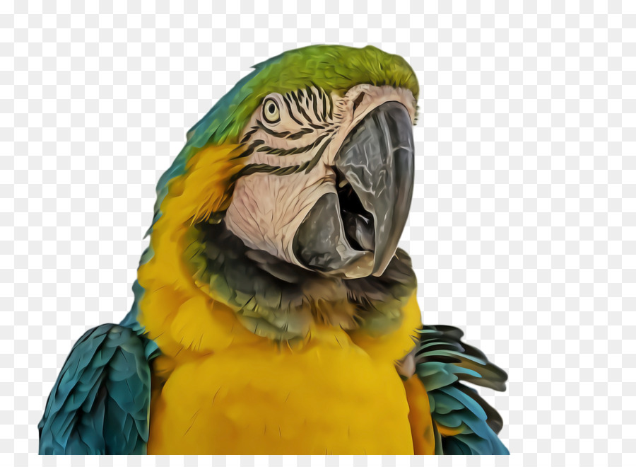 Macaw，Parkit PNG