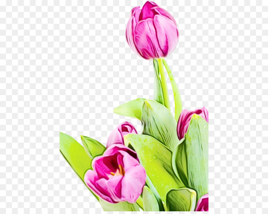 Bunga Tulip Lukisan Cat Air Gambar Png