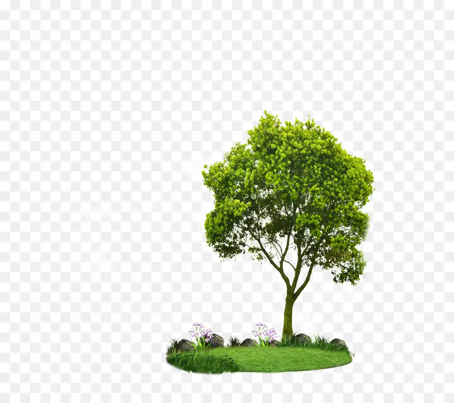 Pohon，Hijau PNG