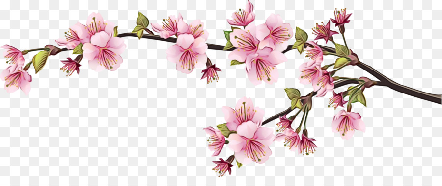 Bunga Sakura，Bunga PNG