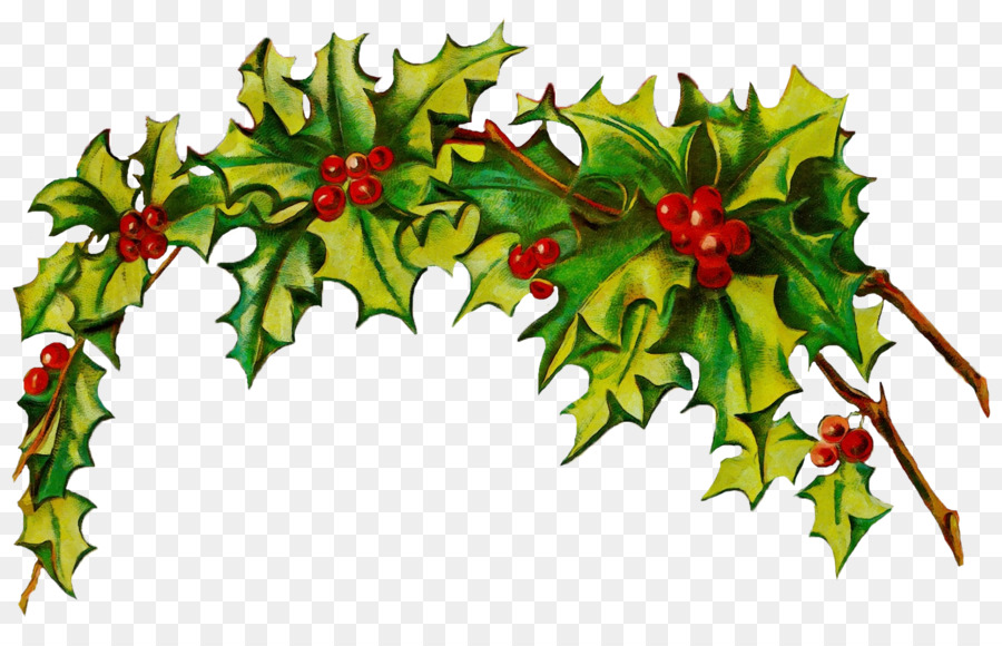 Holly，Daun Daun PNG