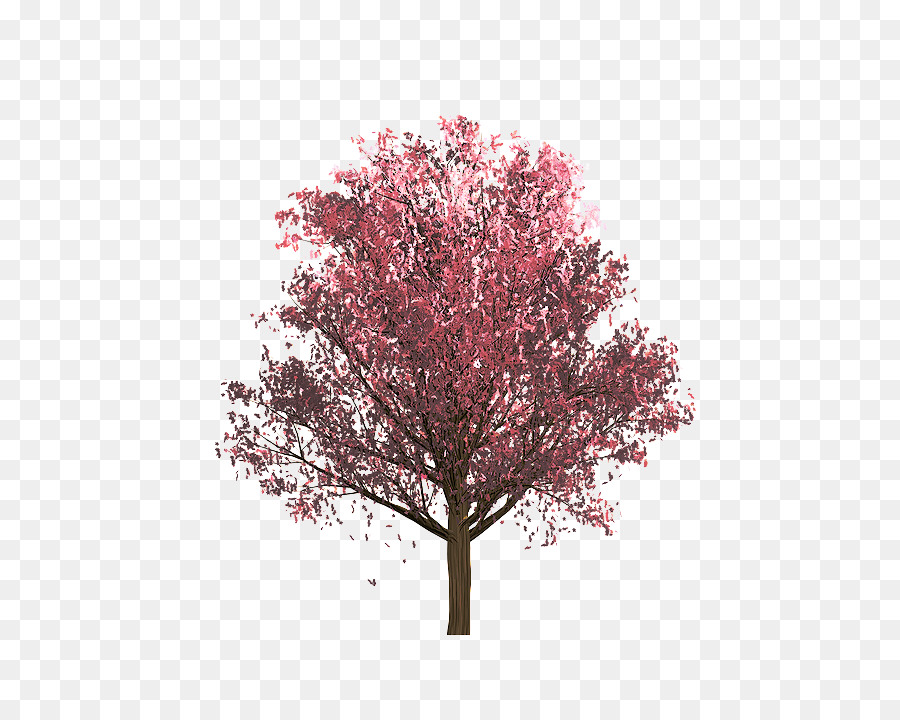 Bunga Sakura，Musim Semi PNG