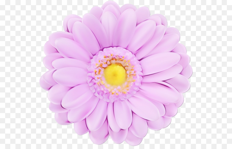 Bunga，Gerbera PNG