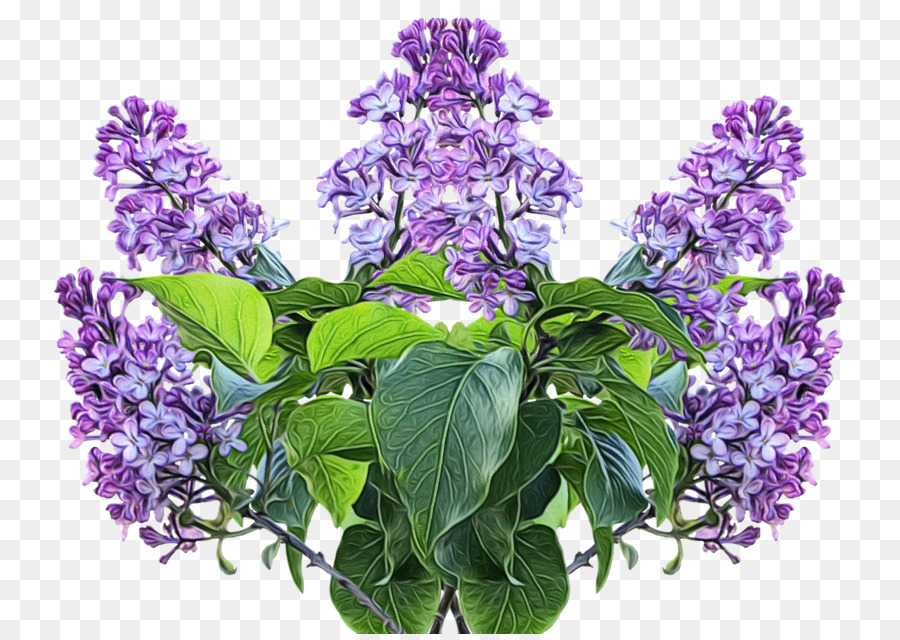 Bunga Lilac Ungu，Bunga PNG