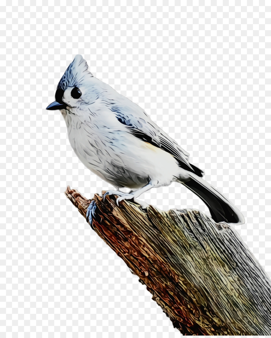 Burung，Berumbai Titmouse PNG