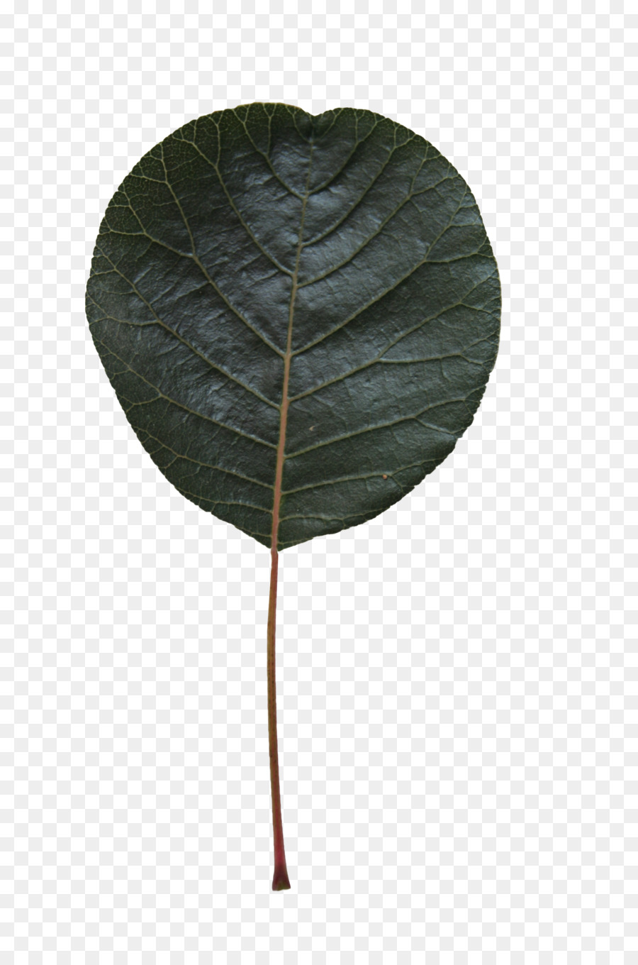 Daun，Hijau PNG