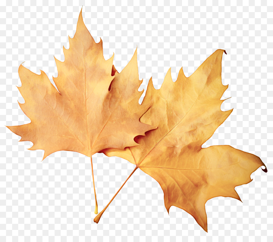 Daun，Daun Maple PNG