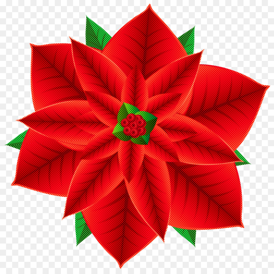 Poinsettia，Merah PNG