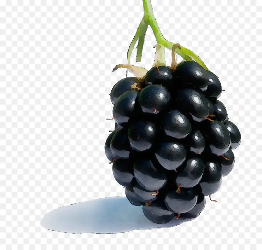 Blackberry，Beri PNG