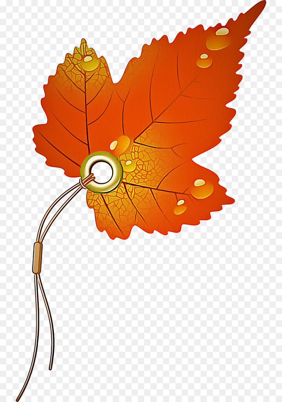 Daun，Orange PNG