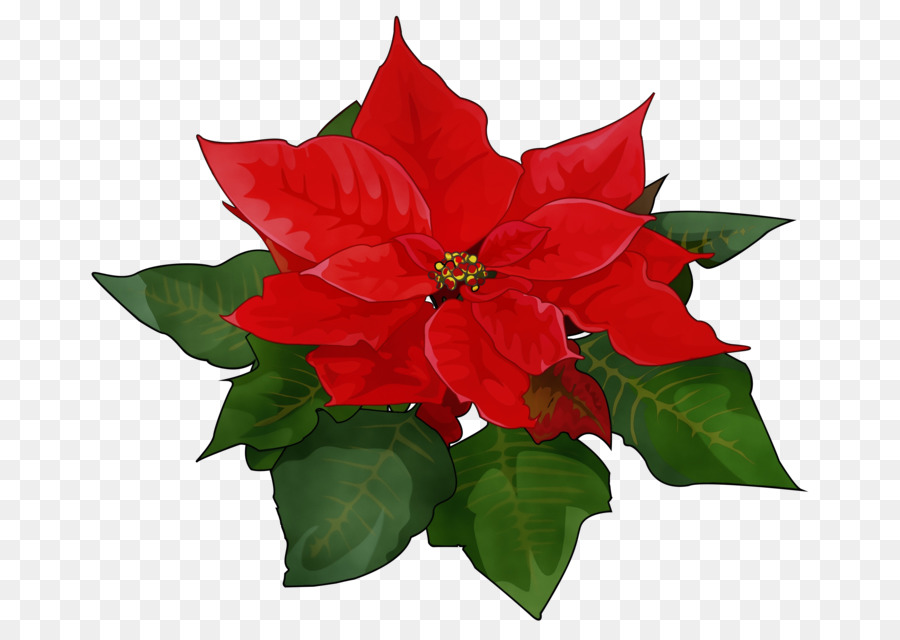 Holly，Daun Daun PNG