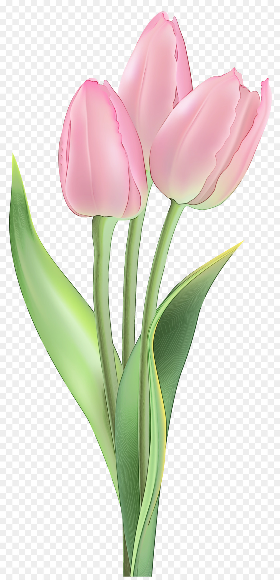  Bunga  Tulip  Tanaman Berbunga gambar png
