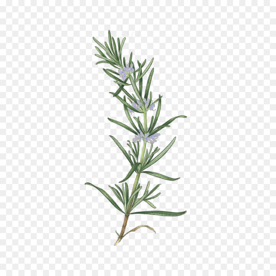 Rosemary，Herba PNG