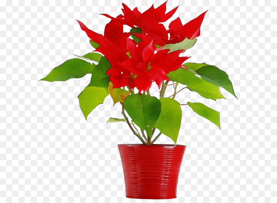 Poinsettia，Merah PNG