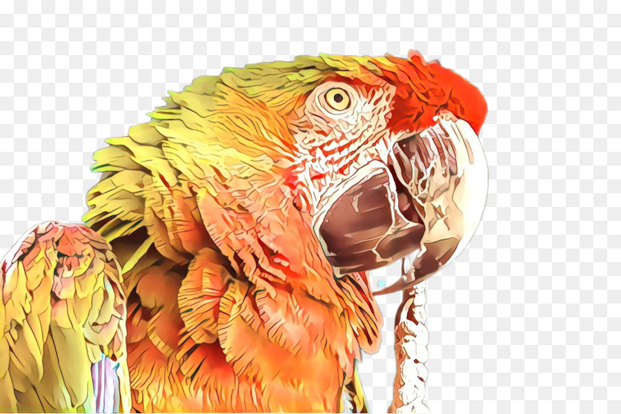 Macaw，Burung PNG