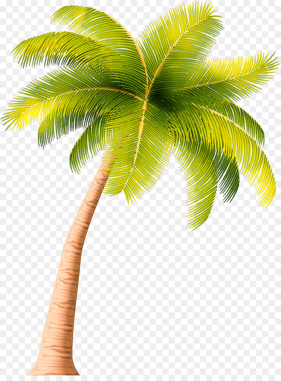 Pohon，Pohon Palem PNG