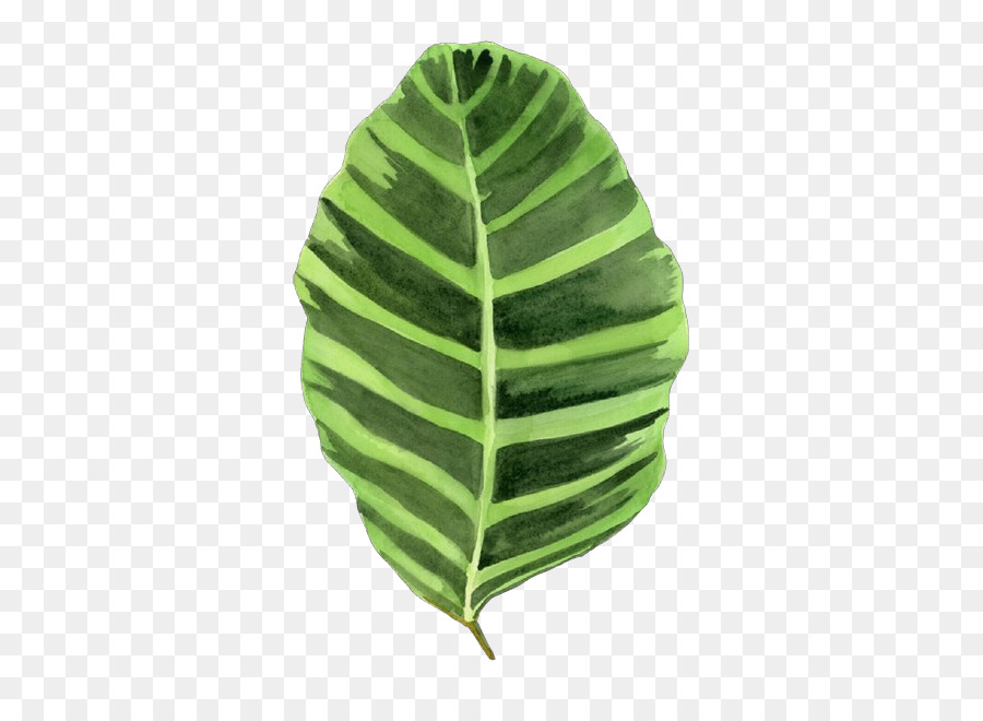 Daun，Hijau PNG