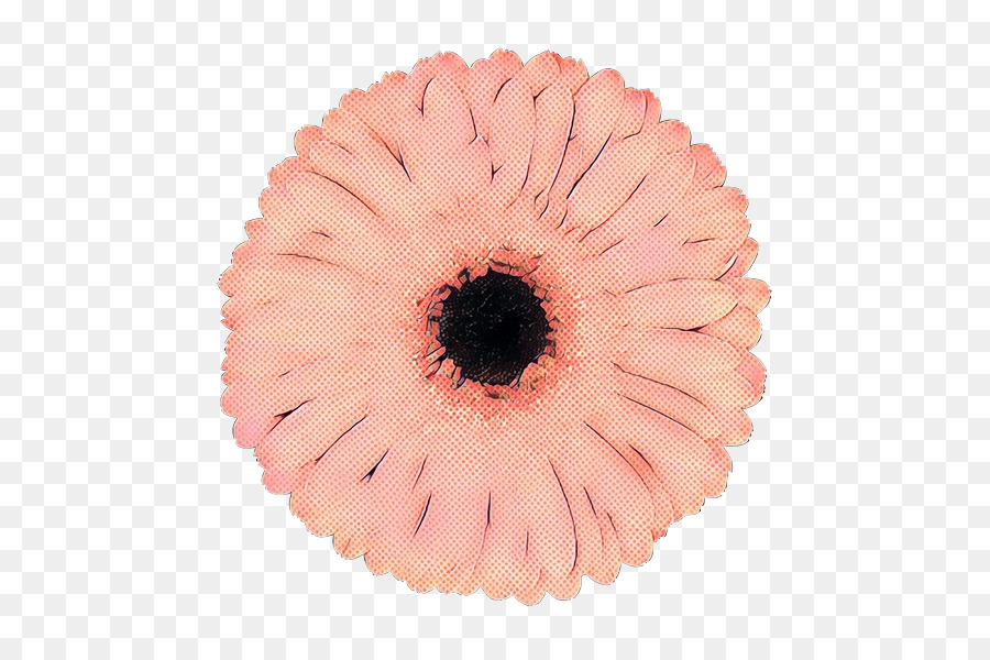 Pink，Gerbera PNG