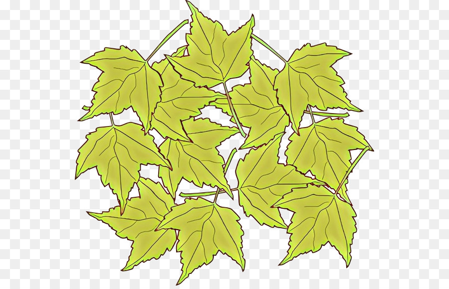 Daun，Maple Hitam PNG