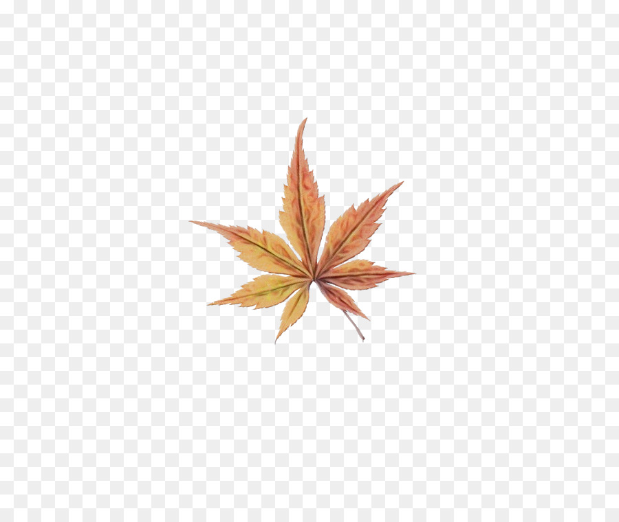 Daun，Daun Maple PNG