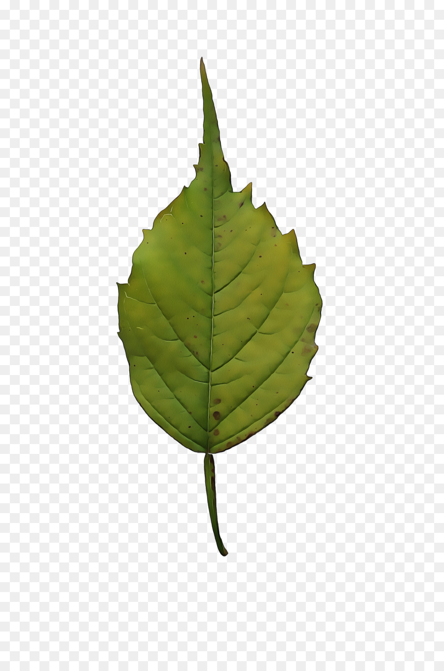 Daun，Hijau PNG