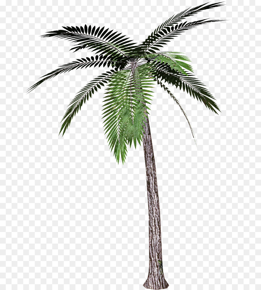 Pohon，Tanaman PNG