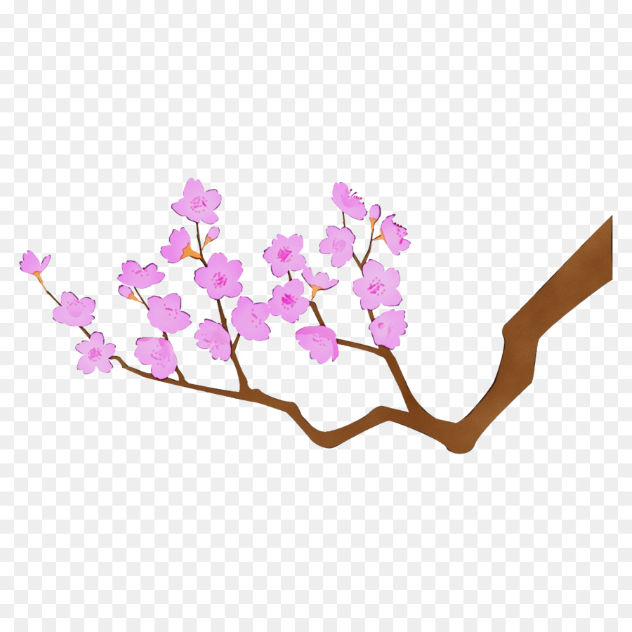 Bunga Sakura，Bunga PNG