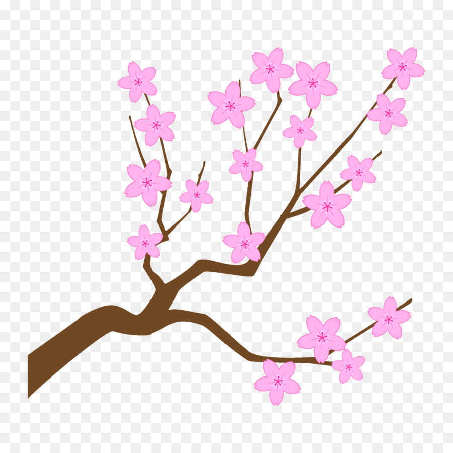 Bunga Sakura，Bunga PNG