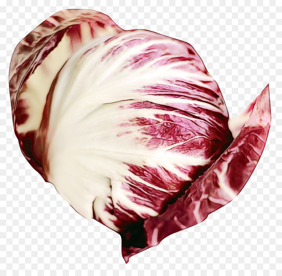 Merah Jambu，Radicchio PNG