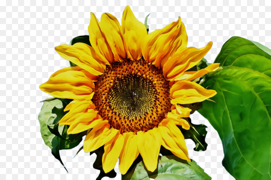 Bunga，Bunga Matahari PNG