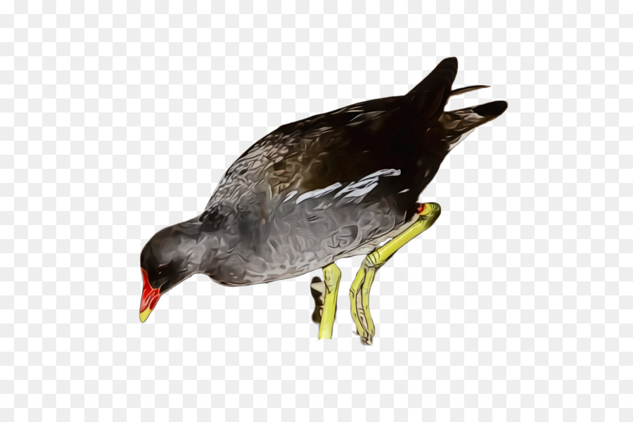 Burung，Paruh PNG