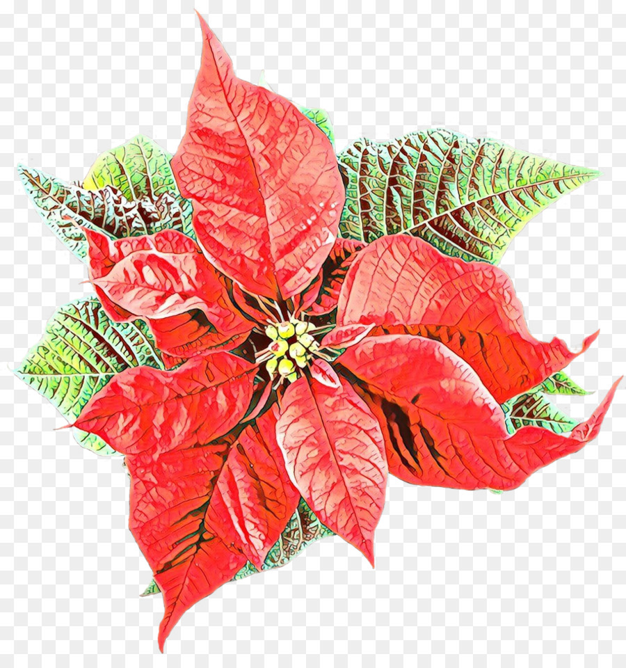 Poinsettia Merah，Daun Daun PNG