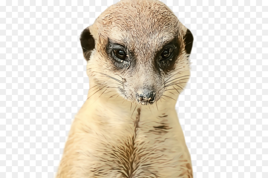 Meerkat，Luwak PNG