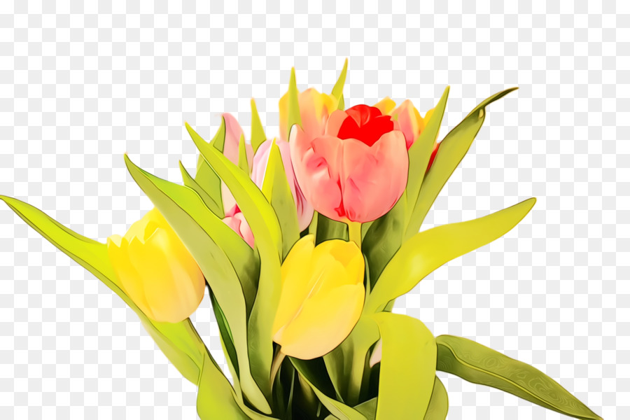 Tulip Kuning，Tulip PNG