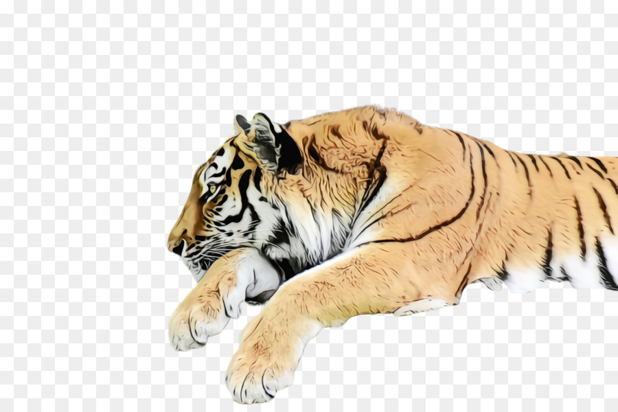 Harimau Putih，Harimau PNG