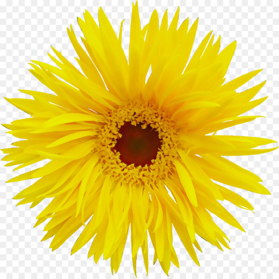 Bunga Matahari，Kuning PNG